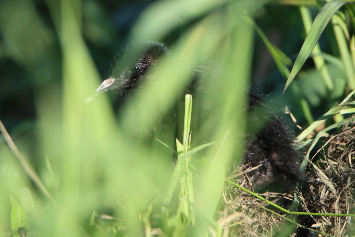 Virginia Rail - ML603233141