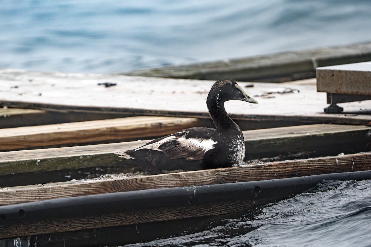 Common Eider - Dori Eldridge