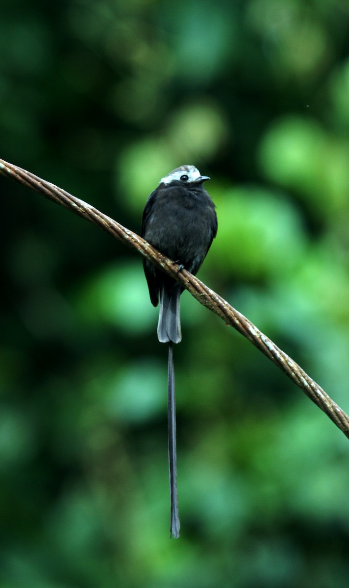 Long-tailed Tyrant - Carlos Mario Wagner Wagner