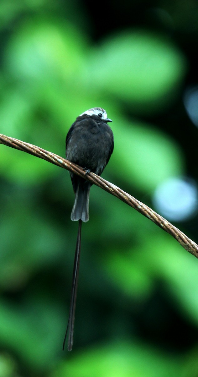 Long-tailed Tyrant - ML60323461