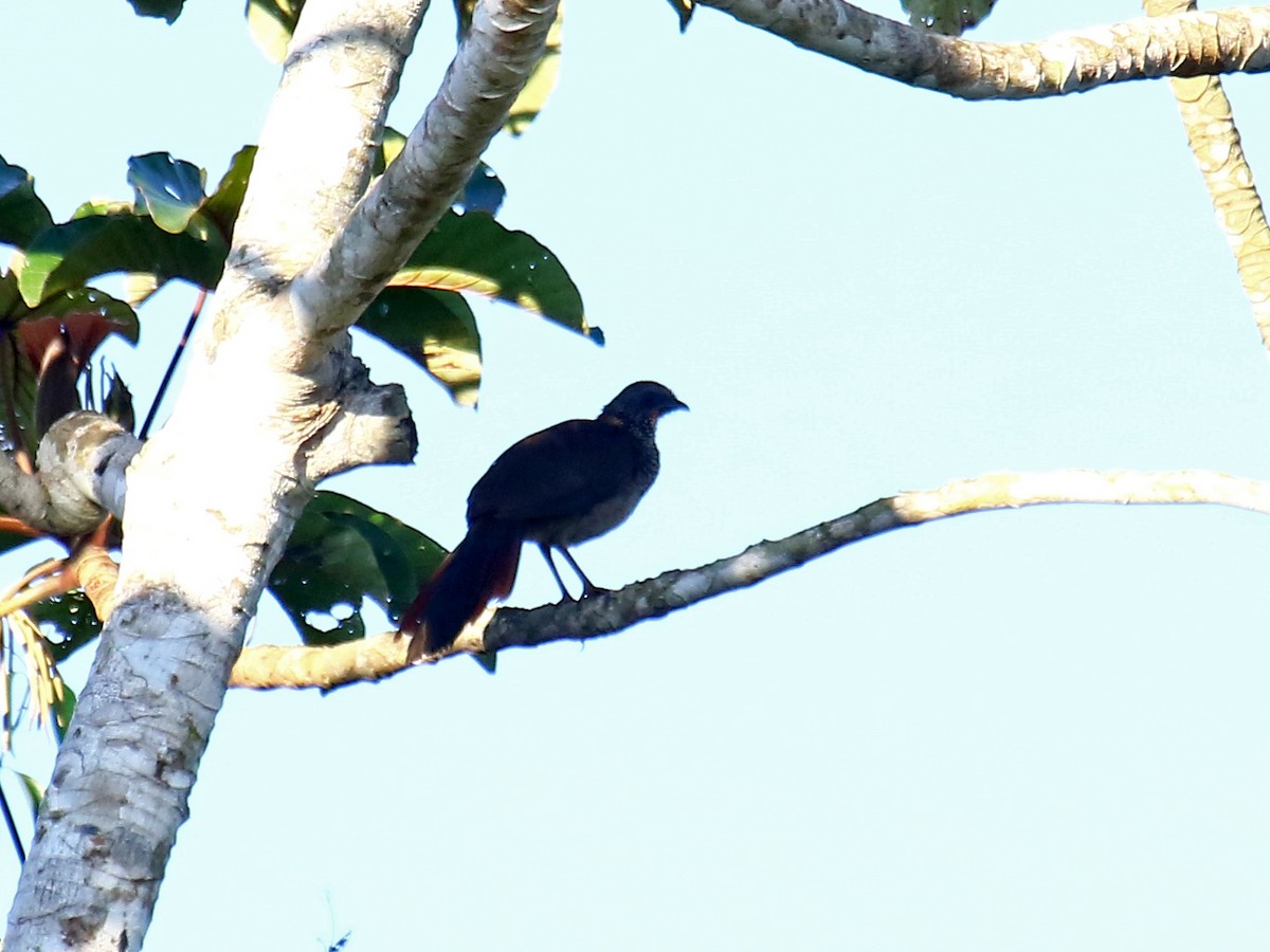 Chachalaca Moteada - ML60323561