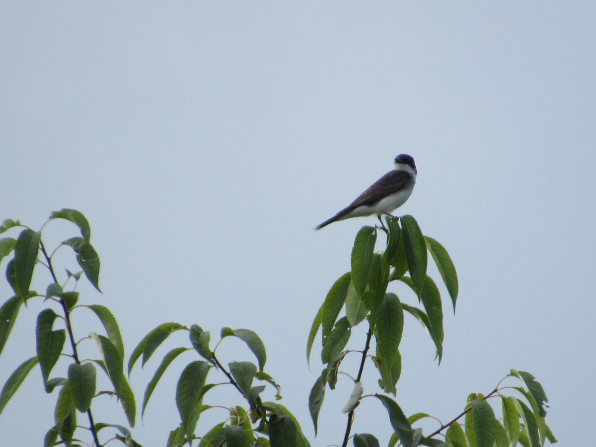 Eastern Kingbird - ML603235641