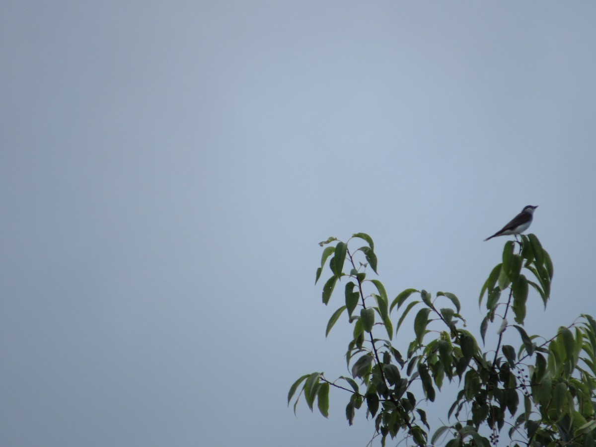 Eastern Kingbird - ML603235811