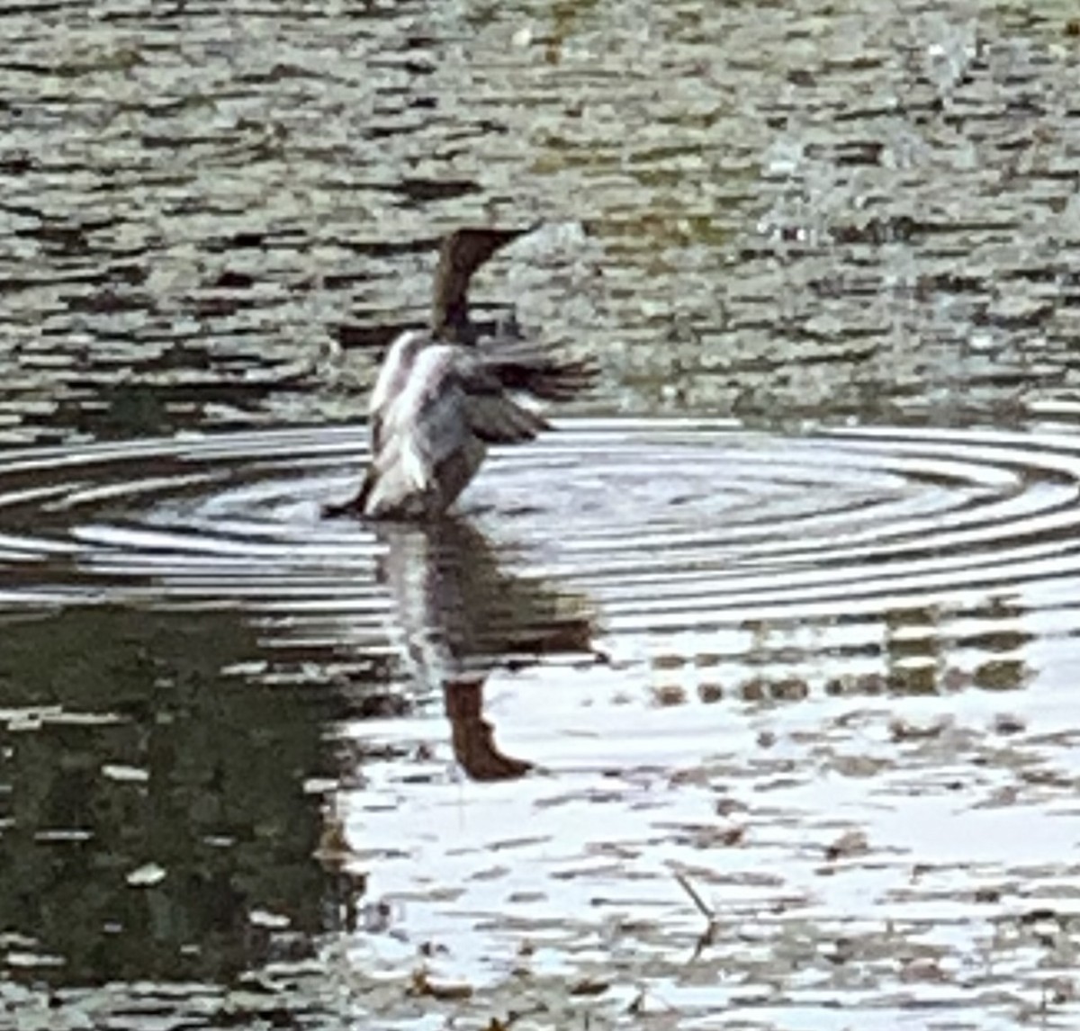 Canvasback - ML603235981