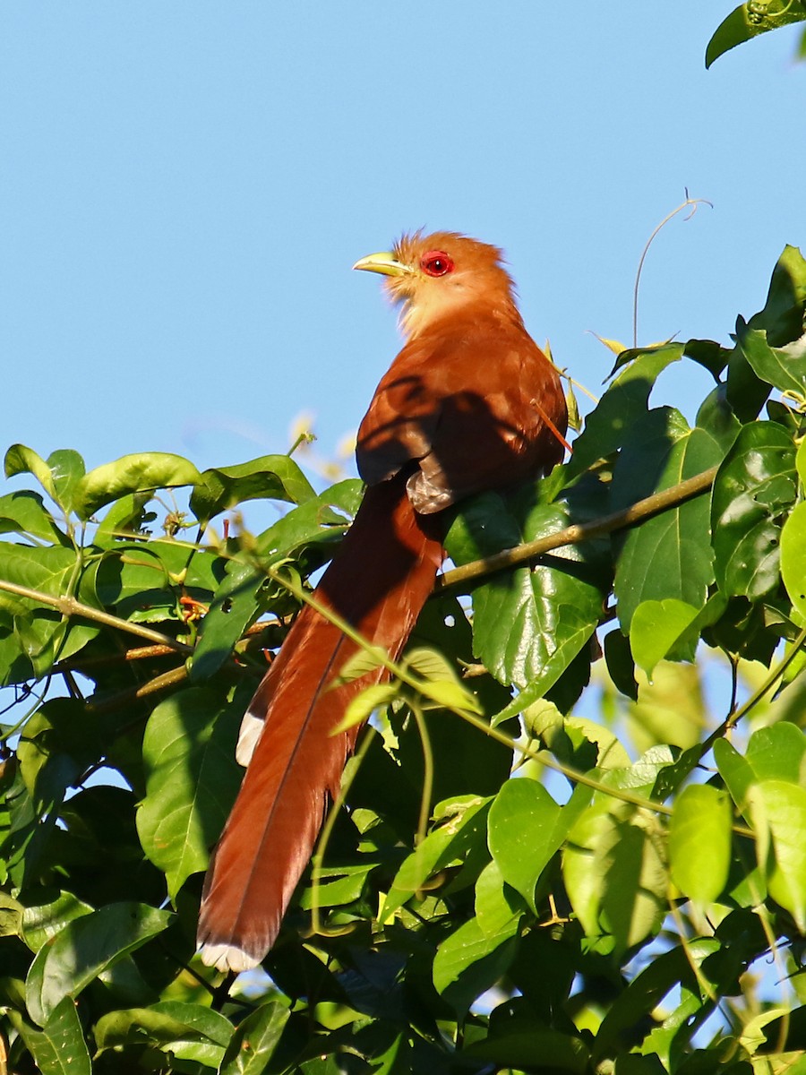 Squirrel Cuckoo - ML60323601