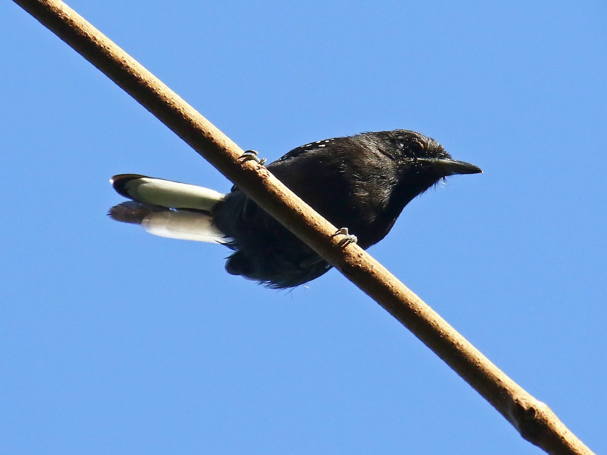 Dot-winged Antwren - ML60323711