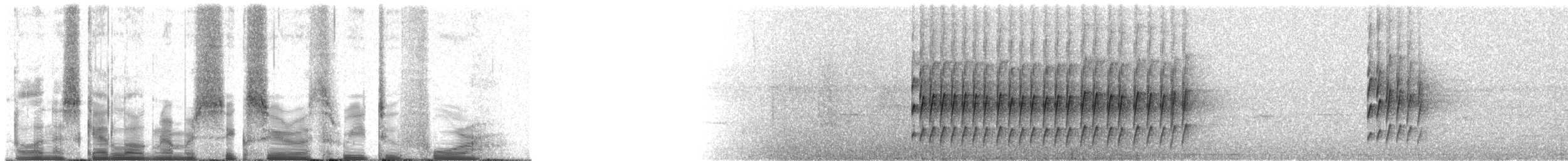 Kurzschwanz-Ameisenvogel - ML60324