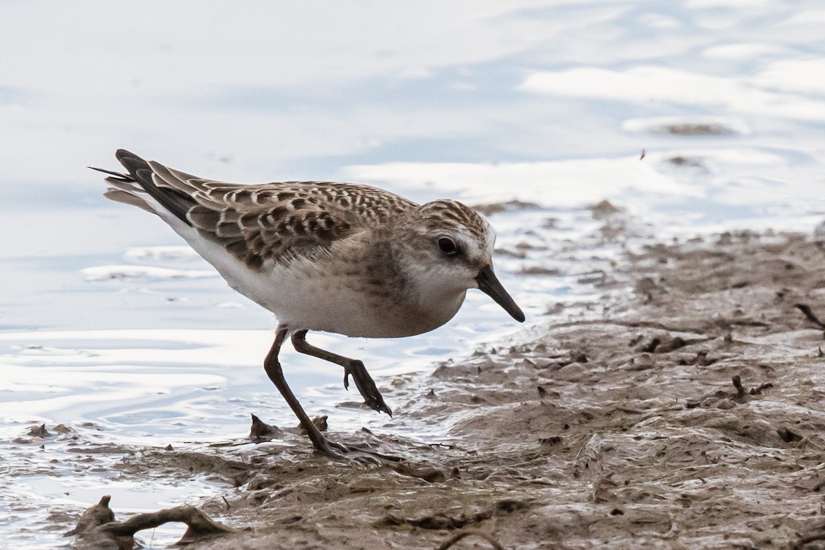 Semipalmated Sandpiper - ML603240361