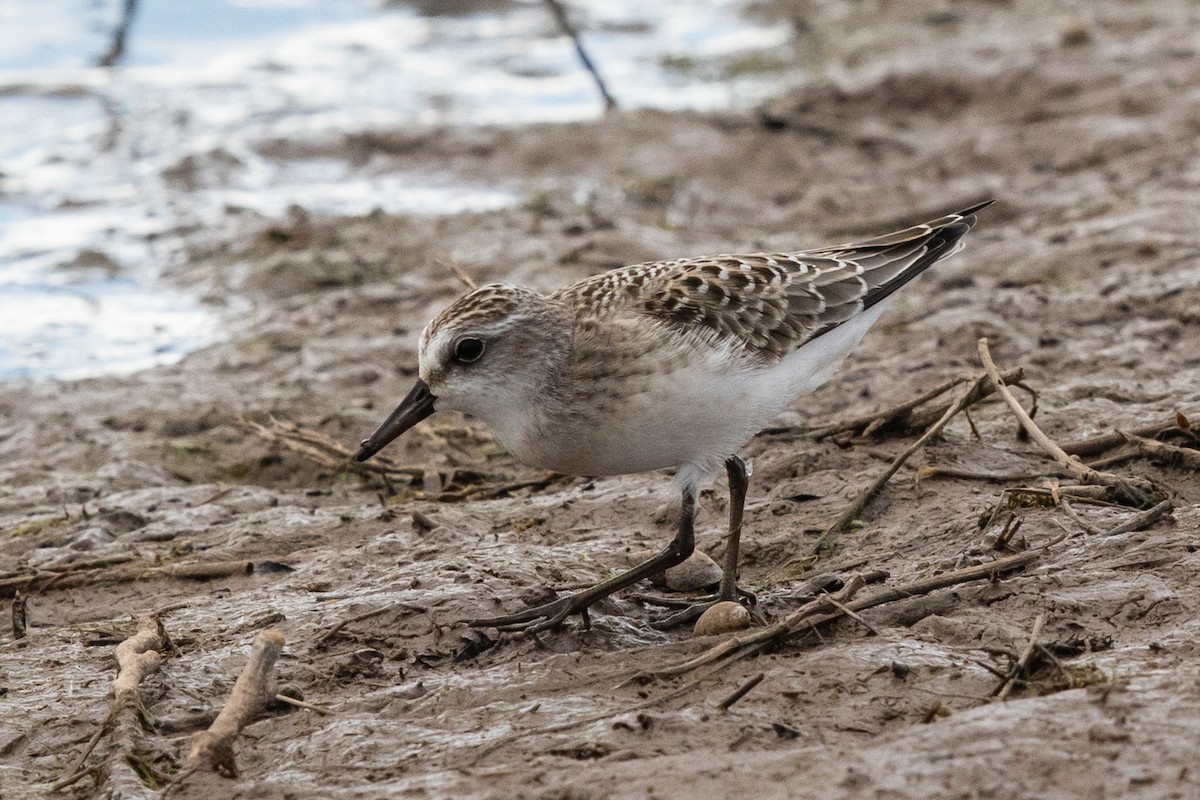 Semipalmated Sandpiper - ML603240381