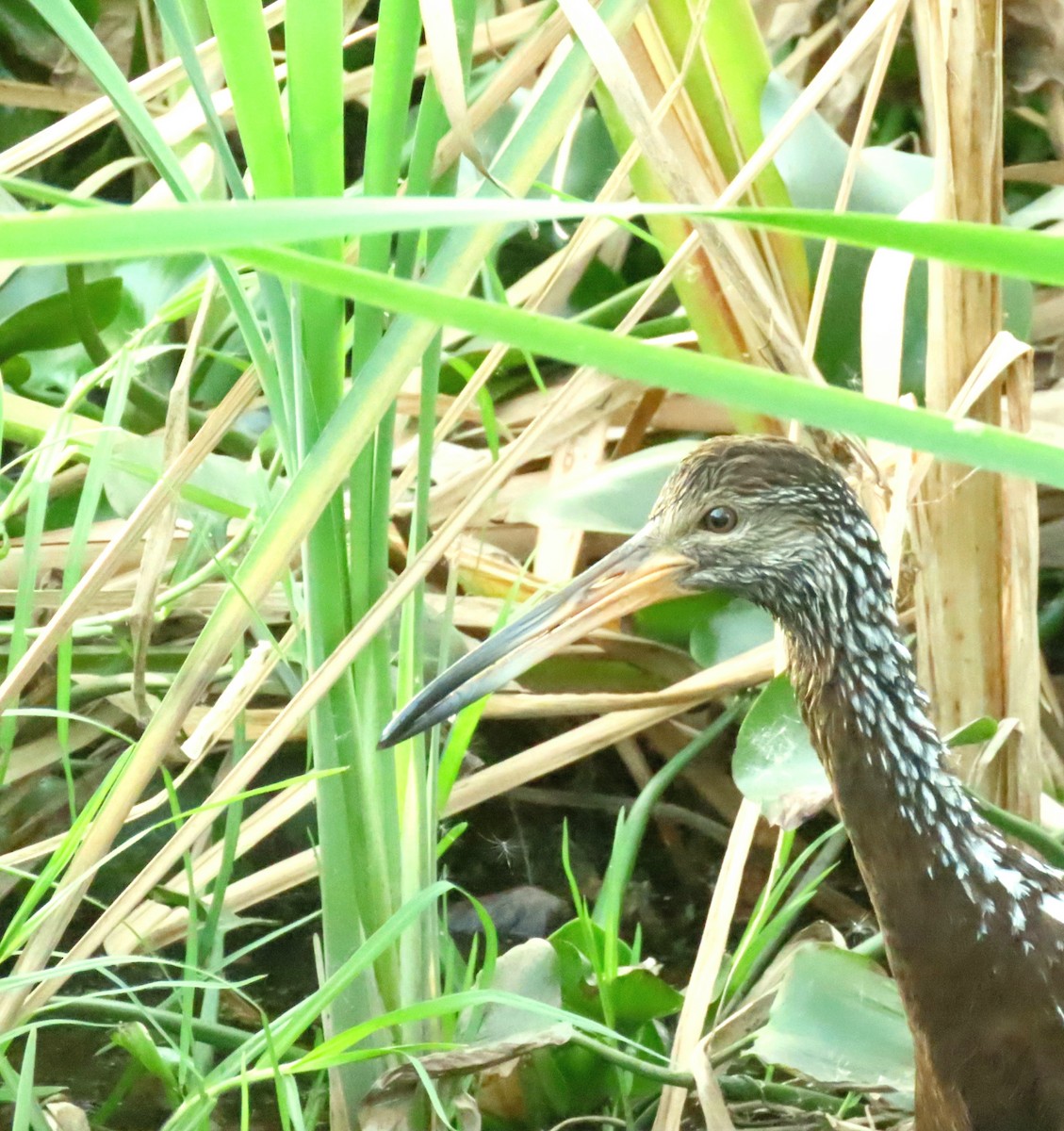 Limpkin - ML603240451