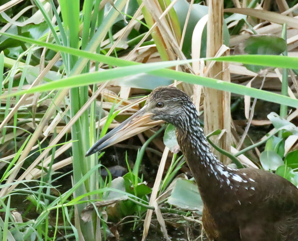 Limpkin - ML603240461