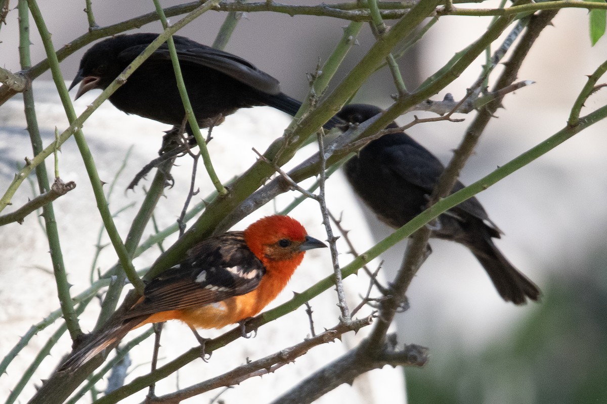 Flame-colored Tanager - Rafael Rodríguez Brito