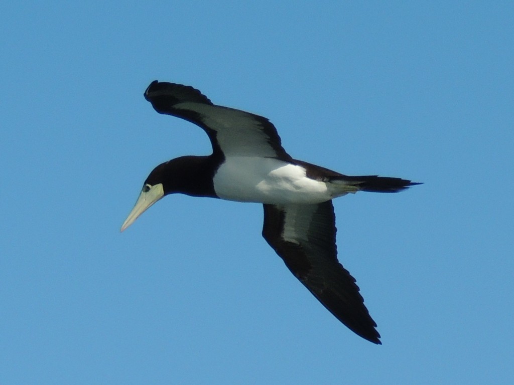 Brown Booby - ML603242061
