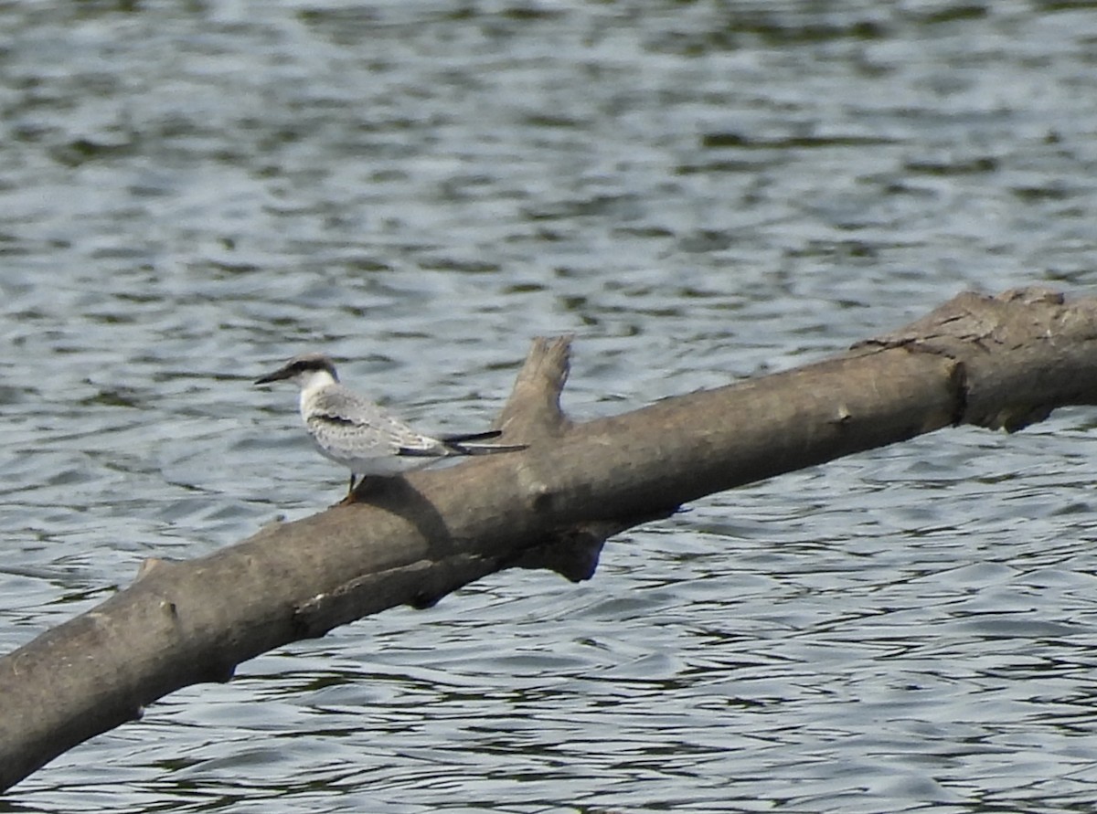 Least Tern - ML603242221