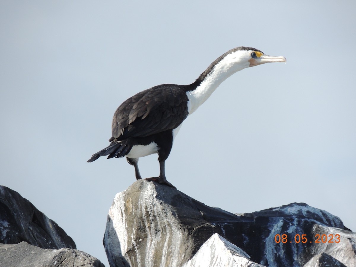 Pied Cormorant - ML603242231