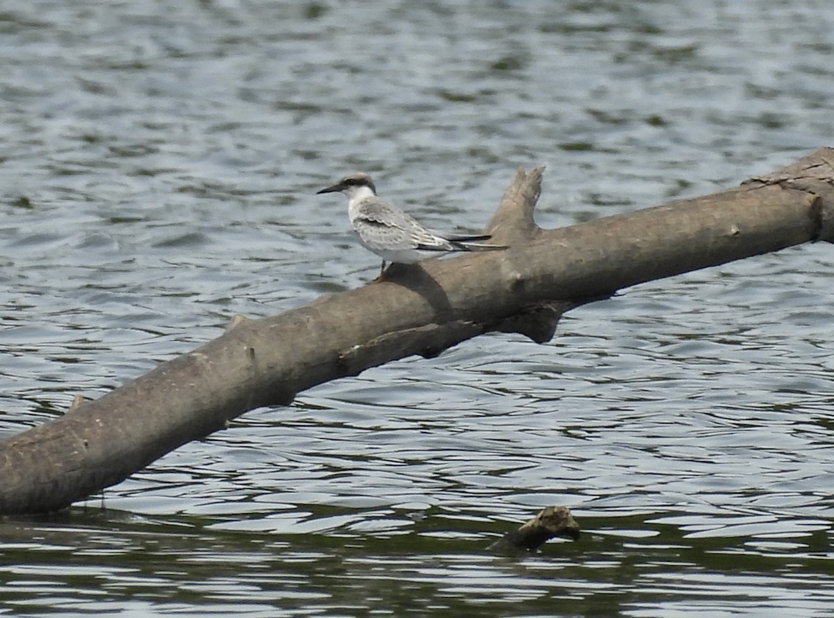 Least Tern - ML603242311