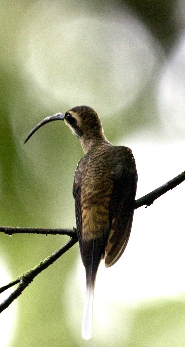 Длинноклювый колибри-отшельник - ML603242461