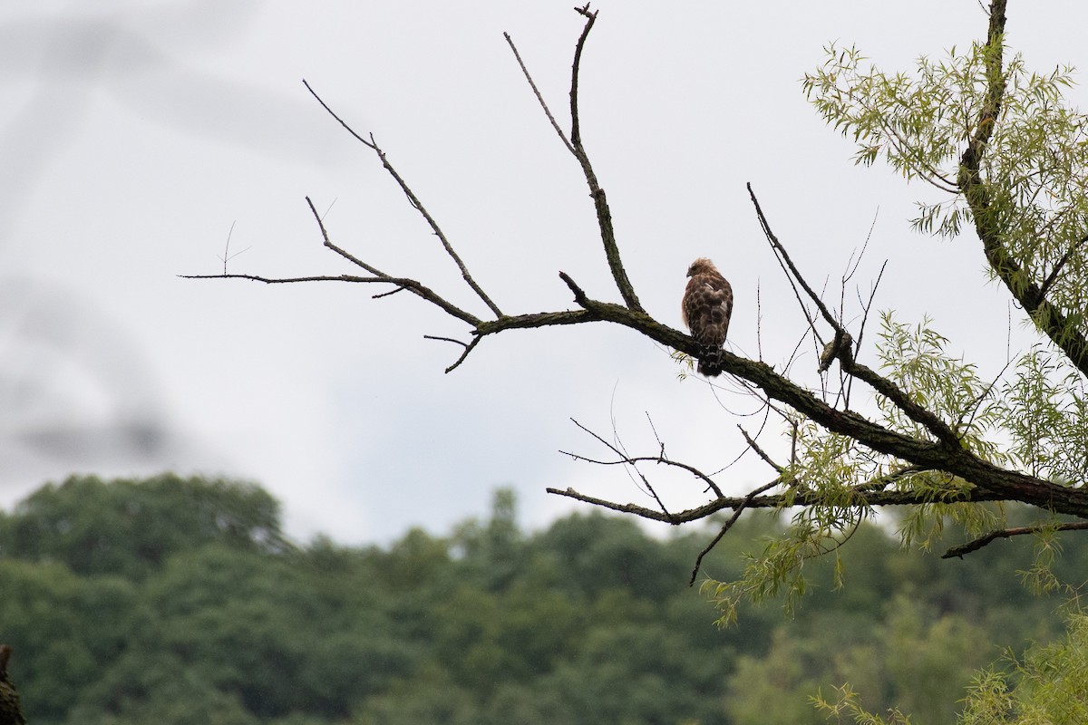 Red-shouldered Hawk - ML603242861