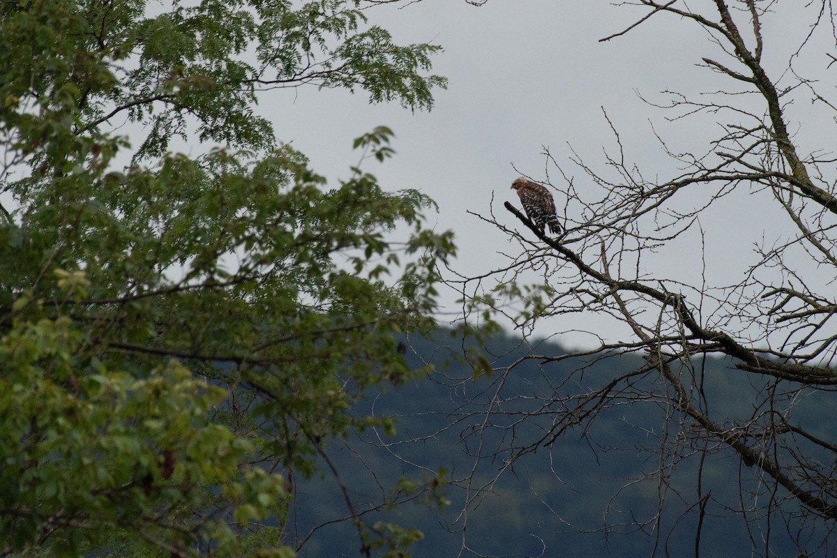 Red-shouldered Hawk - ML603242871