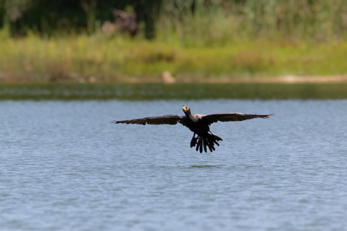 Double-crested Cormorant - ML603242951