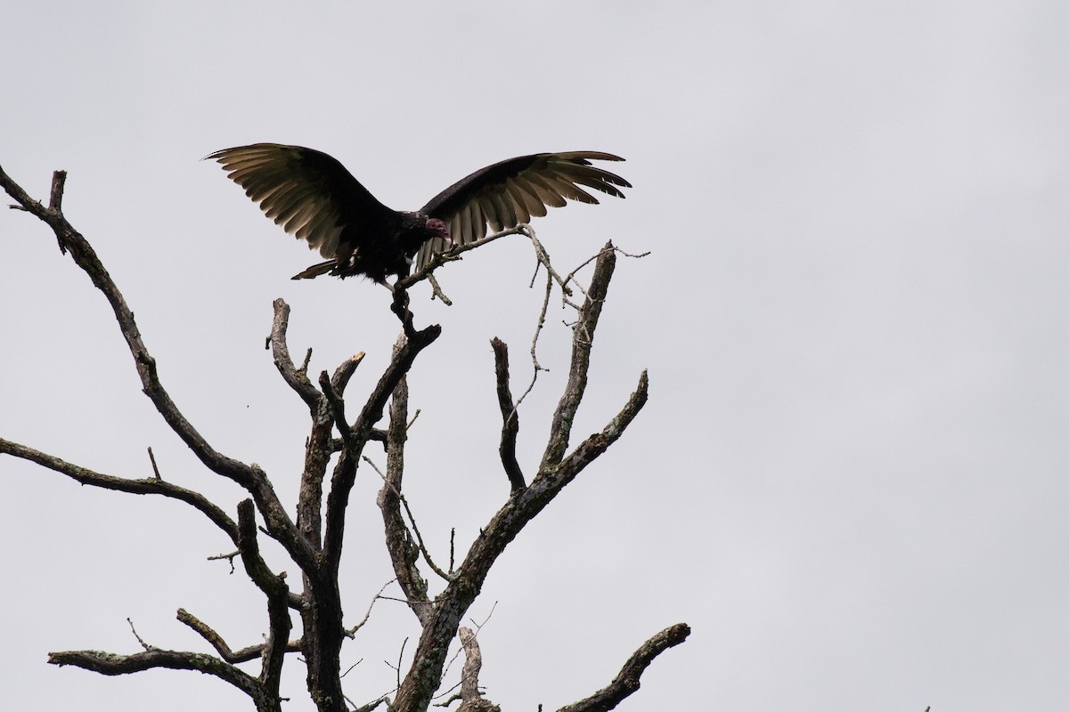Turkey Vulture - ML603243011