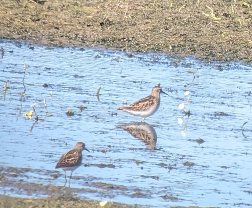 Bécasseau à poitrine cendrée - ML603243321
