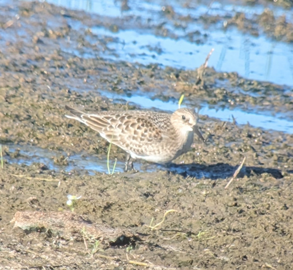 Bécasseau de Baird - ML603243421