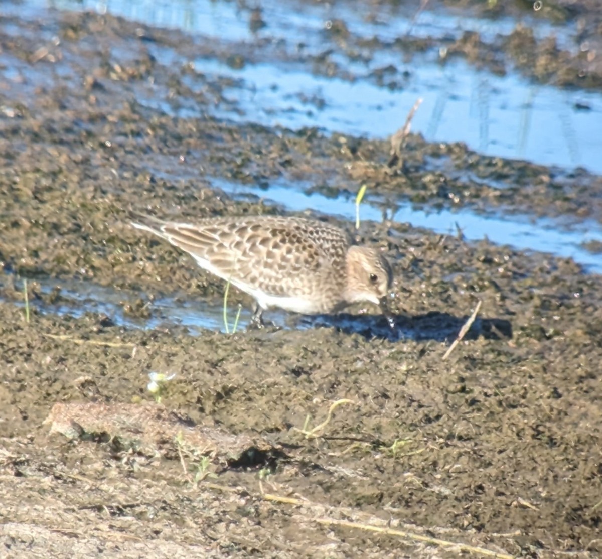 Bécasseau de Baird - ML603243431