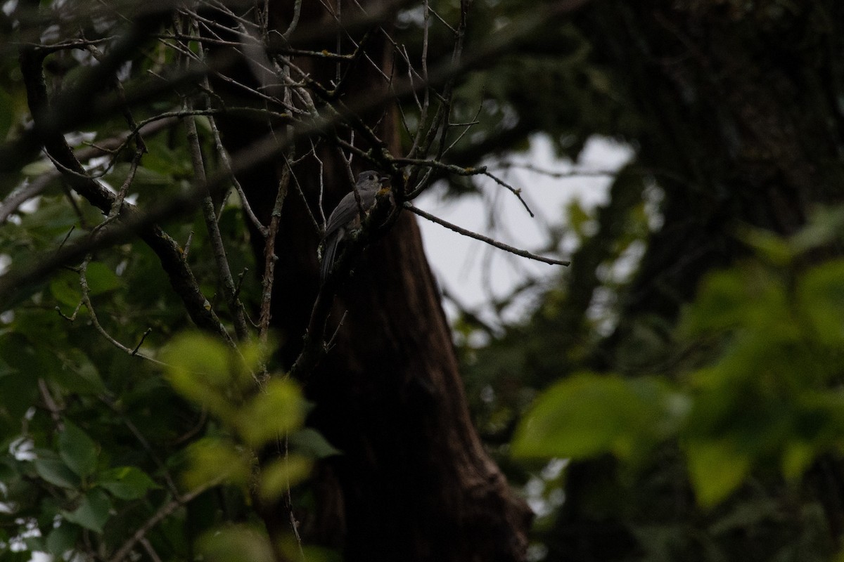 Tufted Titmouse - ML603243721