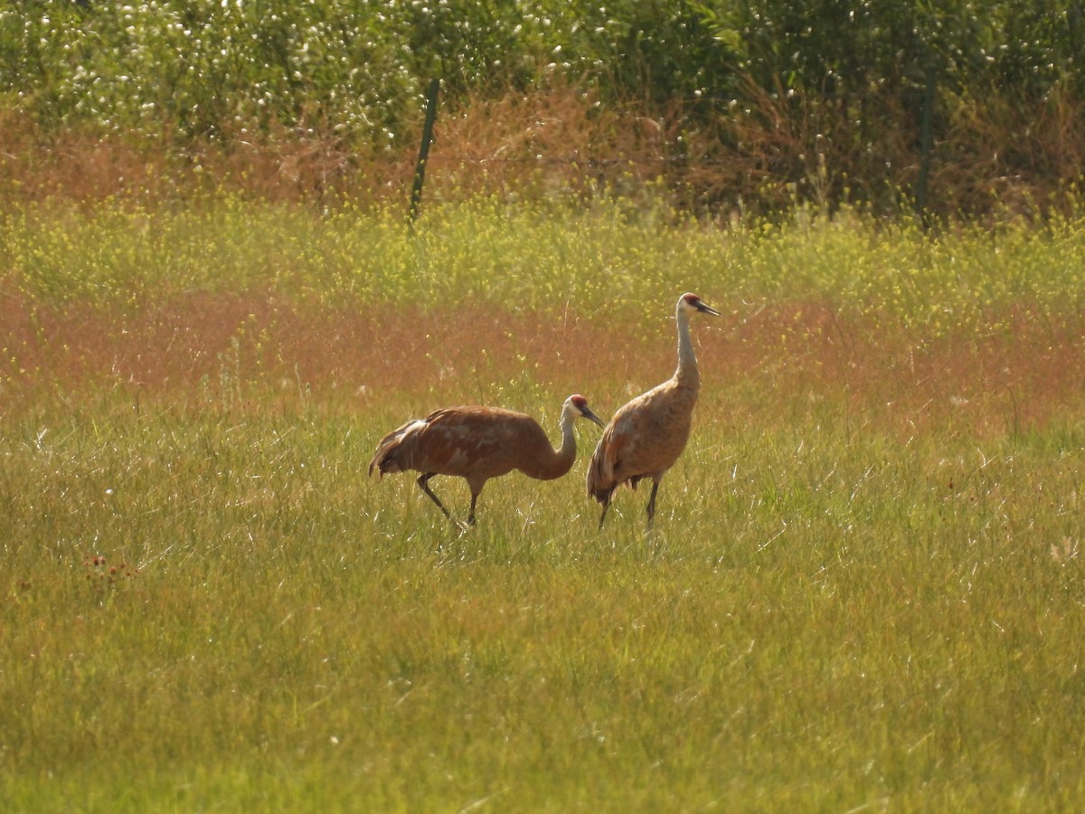 Sandhill Crane - ML603244071