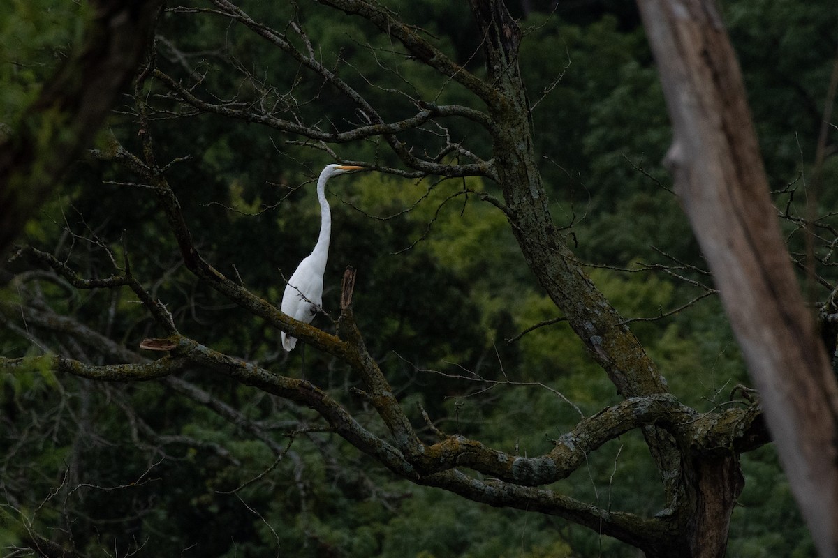 Airone bianco maggiore - ML603244141