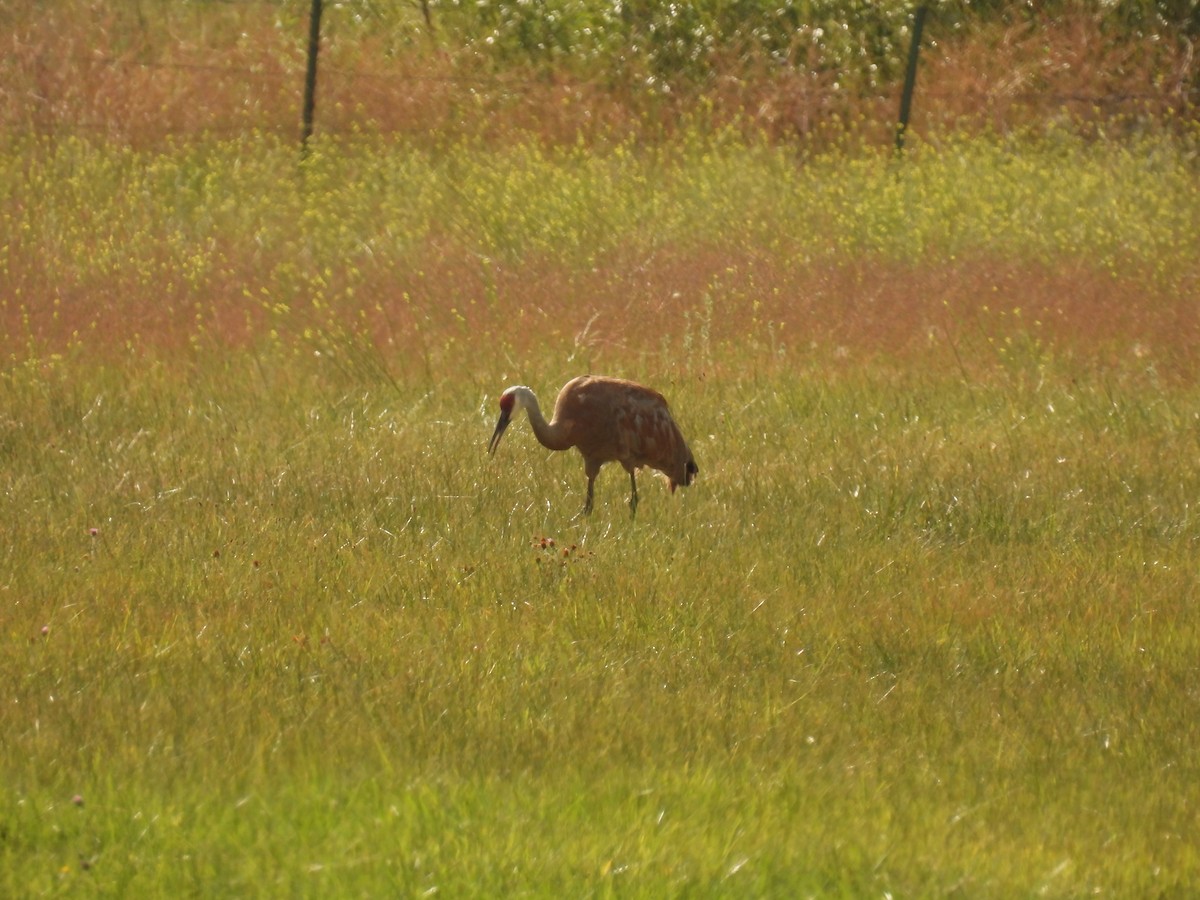 Sandhill Crane - ML603244171