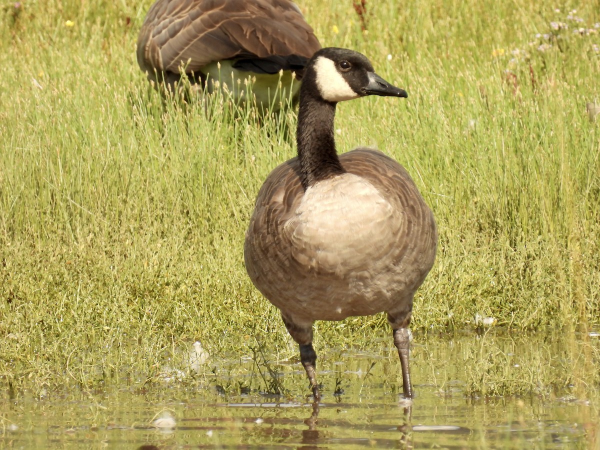 Canada Goose - John McKay