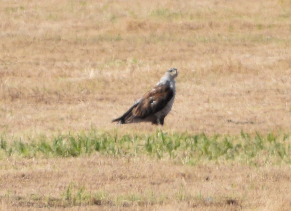 Ferruginous Hawk - Peter Olsoy