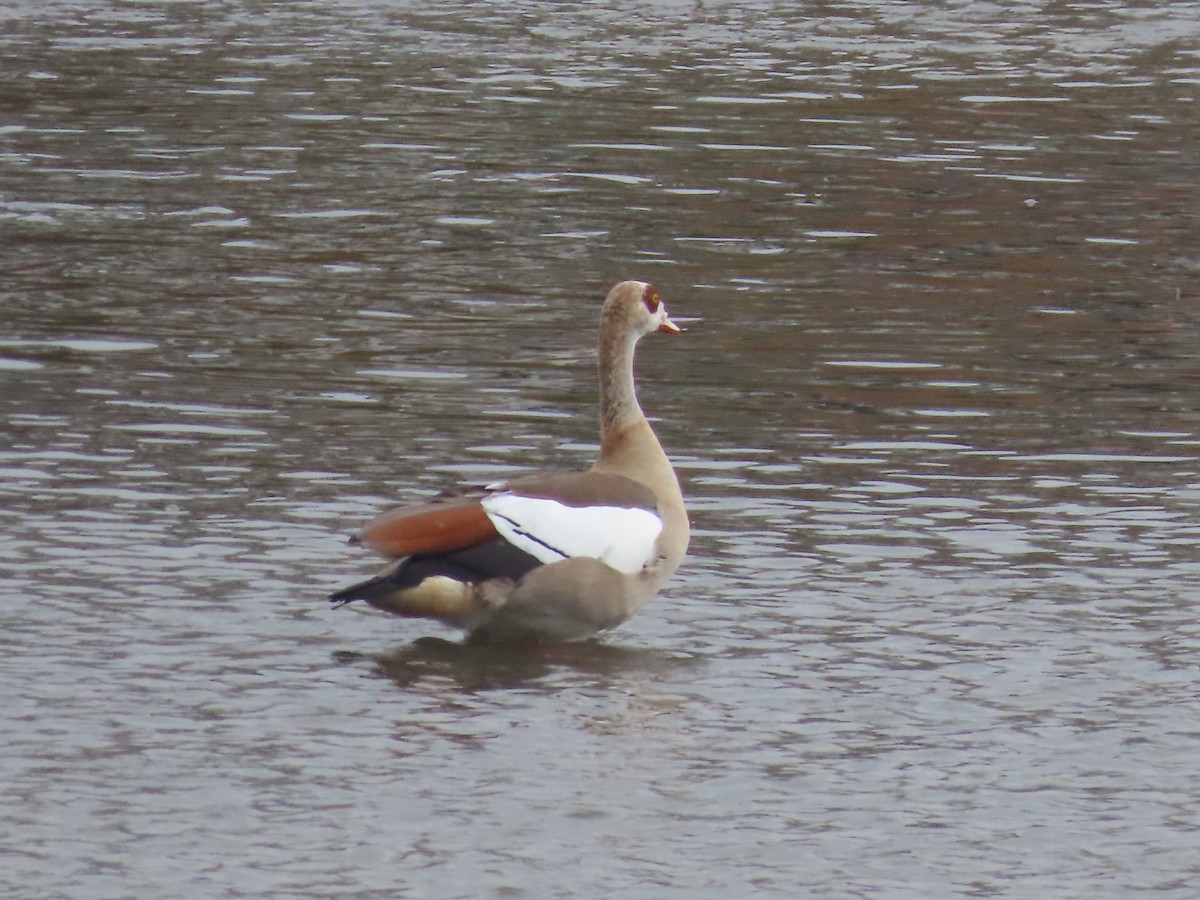 Egyptian Goose - ML603245701