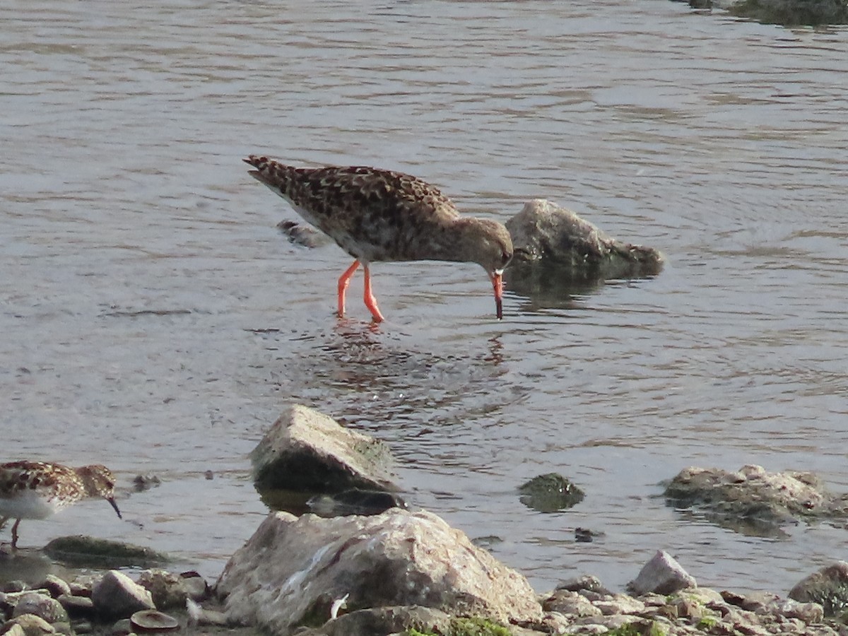 Least Sandpiper - Tina Tan