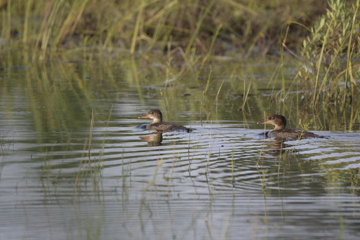 Hooded Merganser - ML603247051