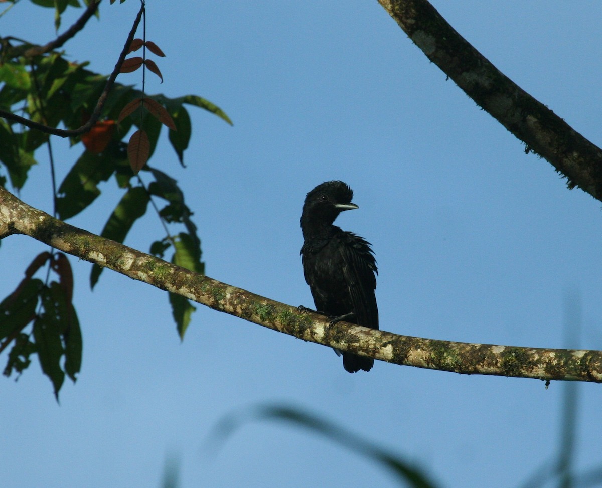 Эквадорская зонтичная птица - ML60324711
