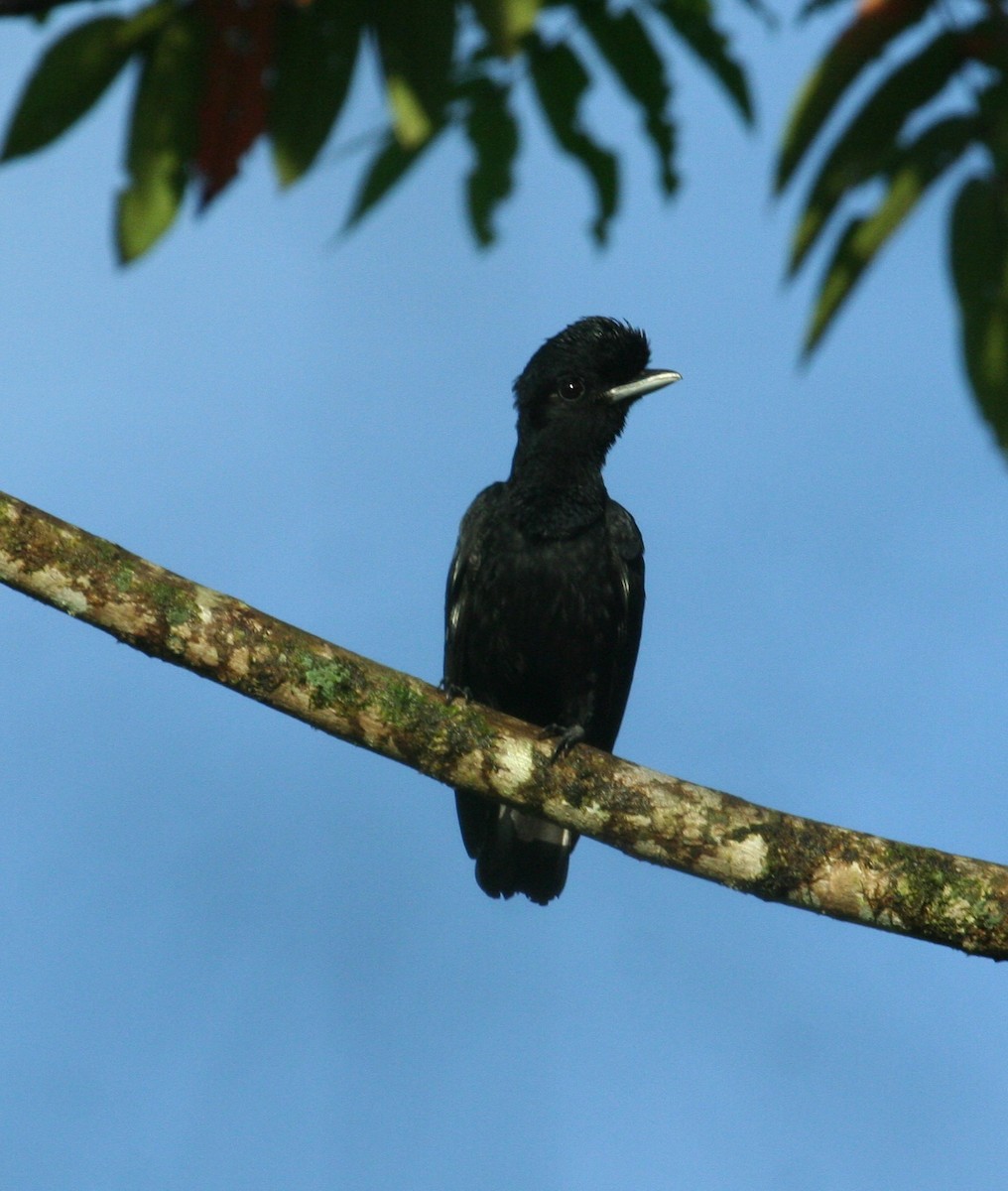Эквадорская зонтичная птица - ML60324721