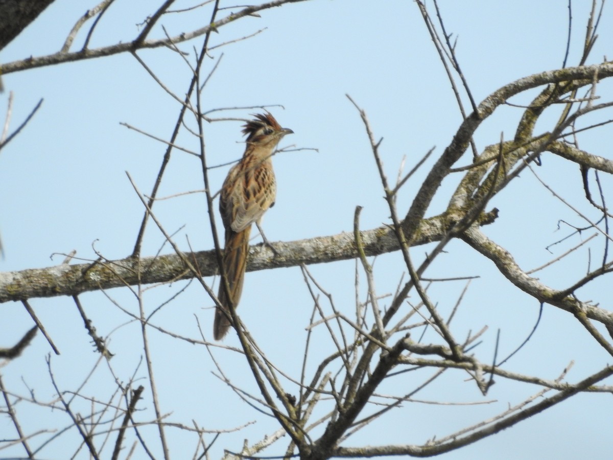 Striped Cuckoo - ML603248461