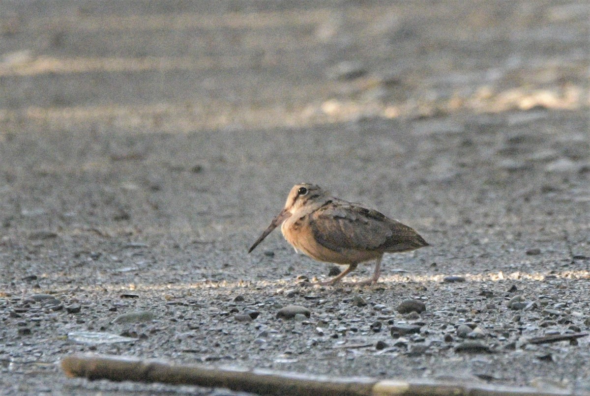 American Woodcock - ML603249831