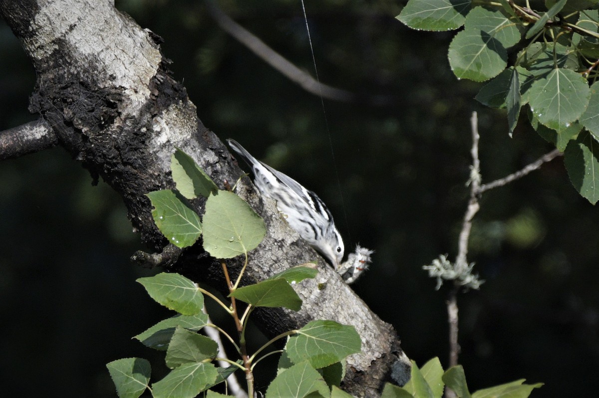 Black-and-white Warbler - ML603249881