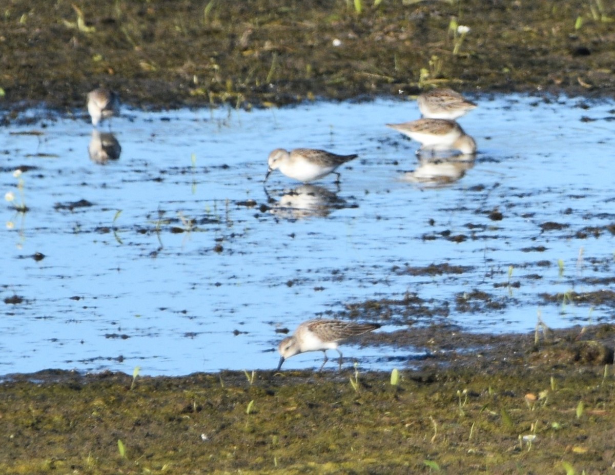 Bécasseau d'Alaska - ML603250211