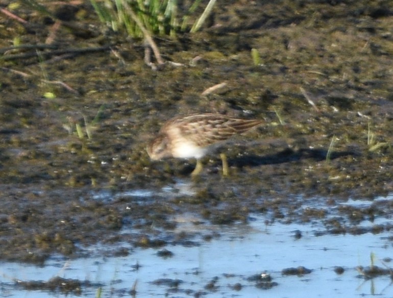 Least Sandpiper - ML603250311