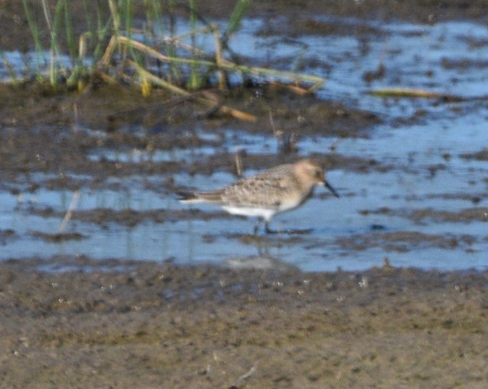 Bécasseau de Baird - ML603250421