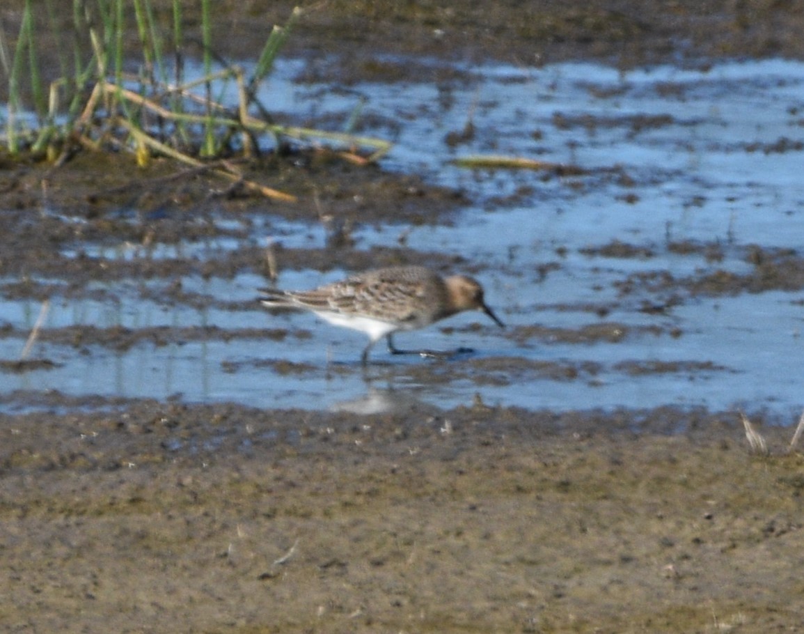 Bécasseau de Baird - ML603250451
