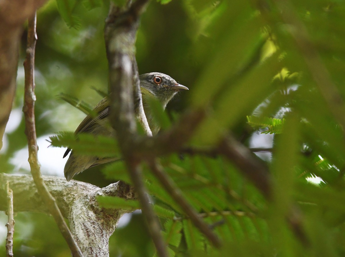 Ak Taçlı Manakin (cephaleucos) - ML603251111