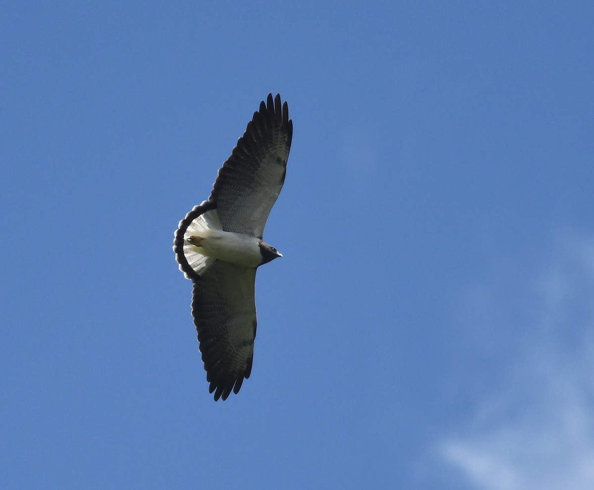 White-tailed Hawk - ML603252111