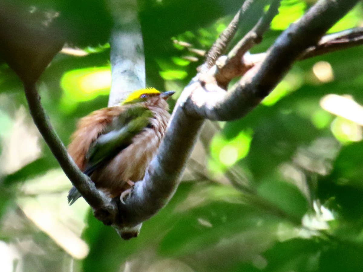 Fiery-capped Manakin - ML60325401