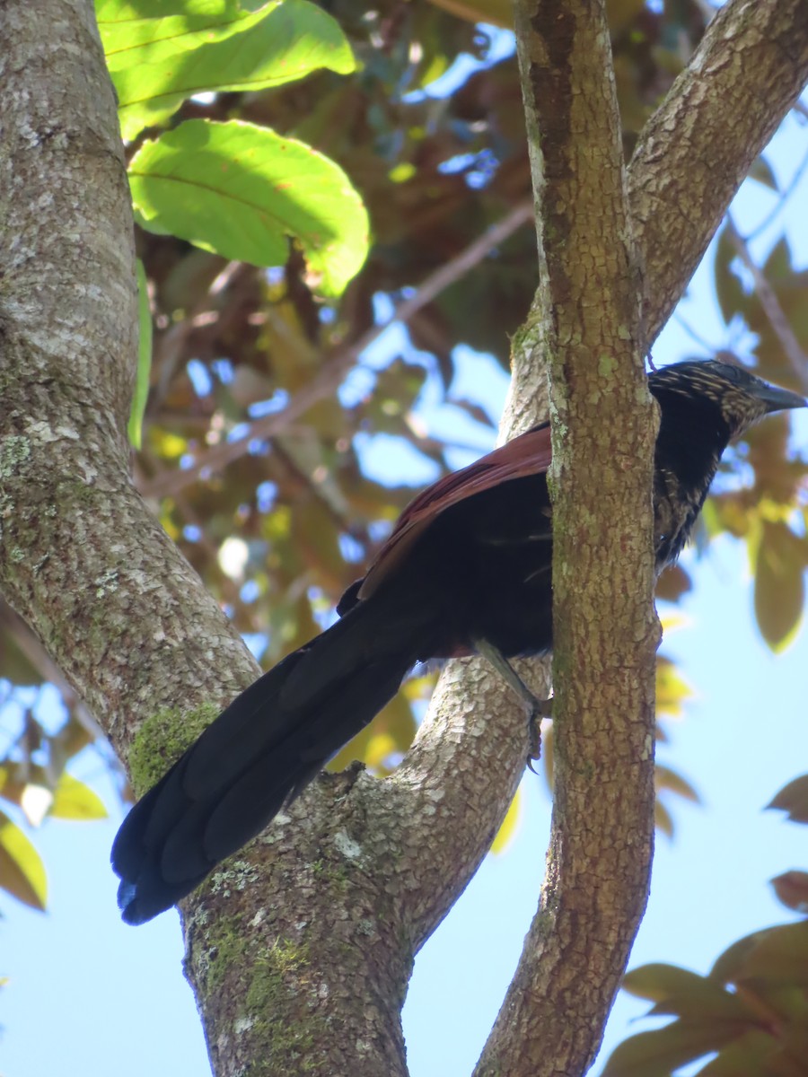 Malagasy Coucal - Ursula  Mitra